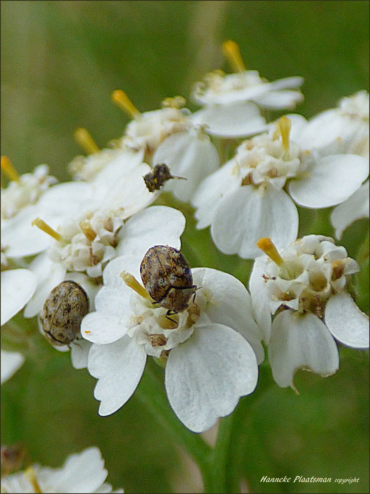 Piepkleine kevertjes op duizendblad